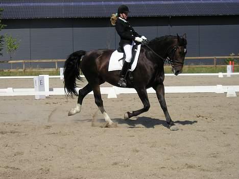 Oldenborg Marco - hmm.. ja, det er altså ikke helt nem at side DER oppe... se lige de bagben...! billede 4