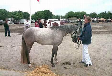 Connemara Dambæksgårds Flash Fasion - Fasion på Roskilde som 3 årig.. 2004 billede 5