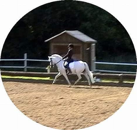 Anden særlig race Cindy - Kasper og Cindy til stævne i Børkop! :) Hvor er hun dejlig! <3 billede 19