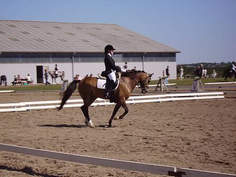 Anden særlig race Mitsy - Galop i Aalestrup . billede 4