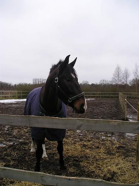 Oldenborg Marco - fotomodelen, det r mig! billede 10