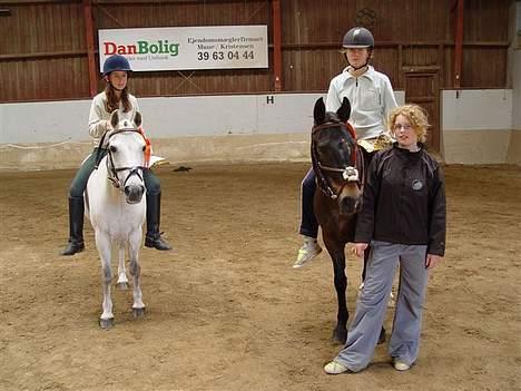 Connemara Jolly Jumper *SOLGT* - stadig nr 1 sammen med dem billede 4