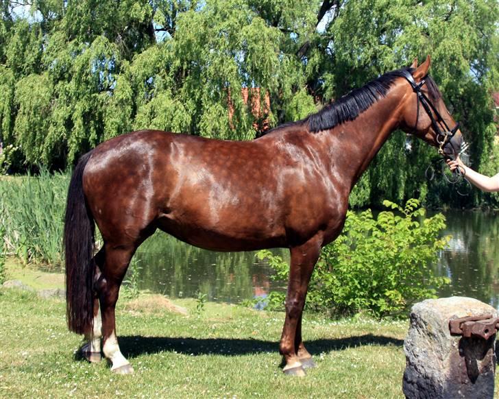 Dansk Varmblod Winzerkind  - Min smukke hest billede 1