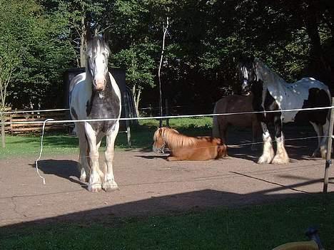 Shetlænder Herkules - Morgen hygge: Det handler om at være tryg ik det er Herkules billede 12