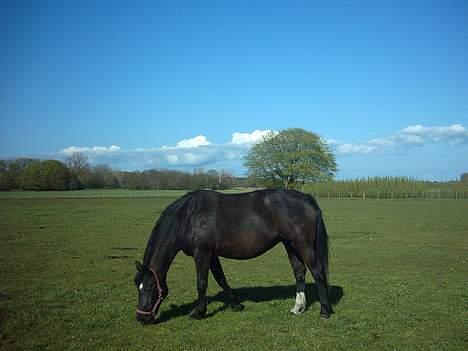 Oldenborg lise - lise spiser billede 1