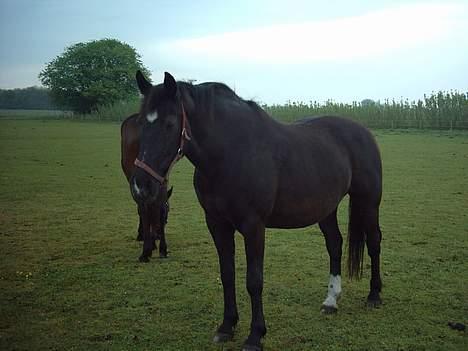 Oldenborg lise - Er det mig du tager billeder af? billede 2