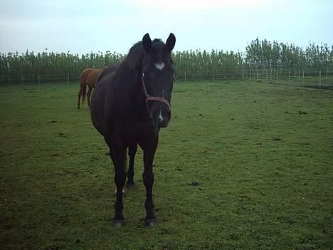 Oldenborg lise - hallo hvad laver du? billede 3