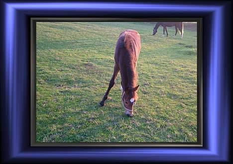 Anden særlig race Miss Katie  billede 19
