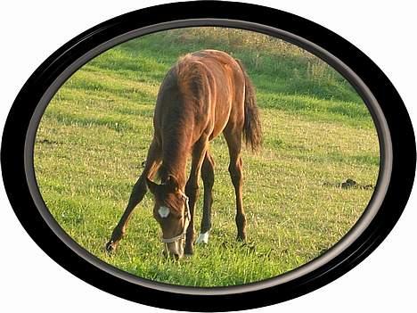 Anden særlig race Miss Katie  billede 20