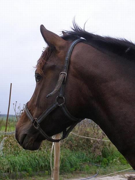 Trakehner Rødhøjs Chopstar - Sommeren 2006 billede 19