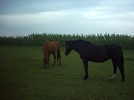 Oldenborg lise - øhh hvad er det du laver julle?? billede 4