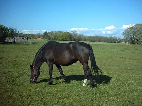 Oldenborg lise - mmm guf hvor er det græs bare lækkert. billede 5