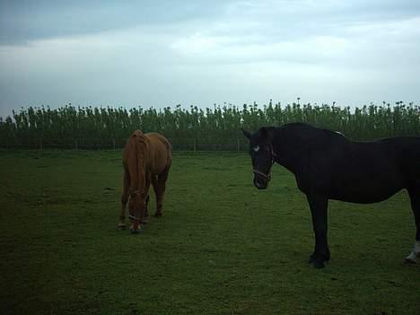 Oldenborg lise - øøh halløj med dig. billede 6