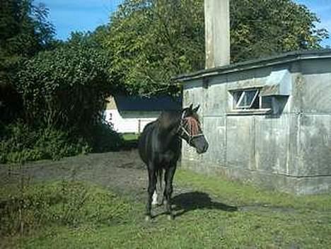 Oldenborg lise - lise billede 7