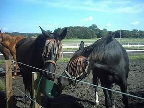 Oldenborg lise - Lise og Tequila billede 8