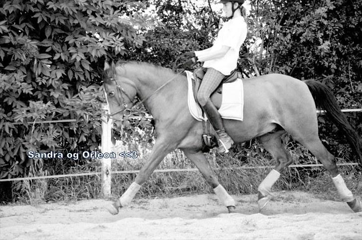Tysk Sportspony Orleon( B-pony)<3Solgt:'( - Elskede Orleon  <<<3 billede 1