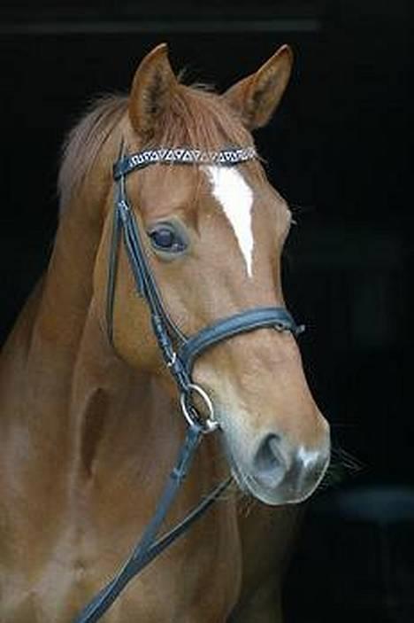 Dansk Varmblod Andina Solvang *SOLGT* - Billede taget af prof. fotograf fra Polen. billede 1
