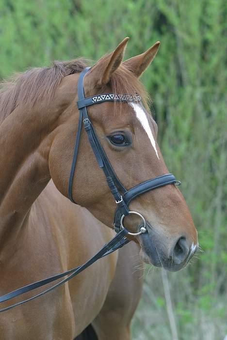 Dansk Varmblod Andina Solvang *SOLGT* - Andina i det grønne:) Også taget af prof. billede 2