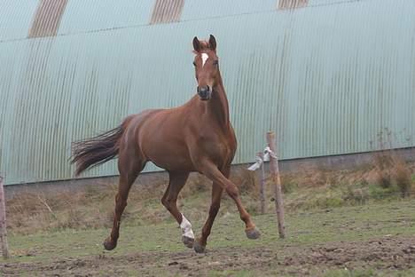 Dansk Varmblod Andina Solvang *SOLGT* - På folden. Taget af prof. billede 3