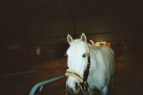 New Forest Andrea SOLGT - ´Til stævne der Hjemme .. ;) billede 11