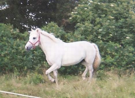 New Forest Odbjergs Pikant-solgt - Min smukke Pikant kan jo også uden rytter billede 11