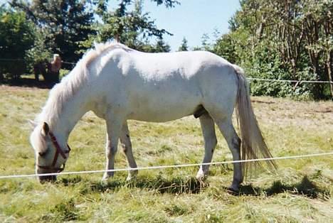 New Forest Odbjergs Pikant-solgt - Den lille pony er hvist blevet sulten.??????? billede 12