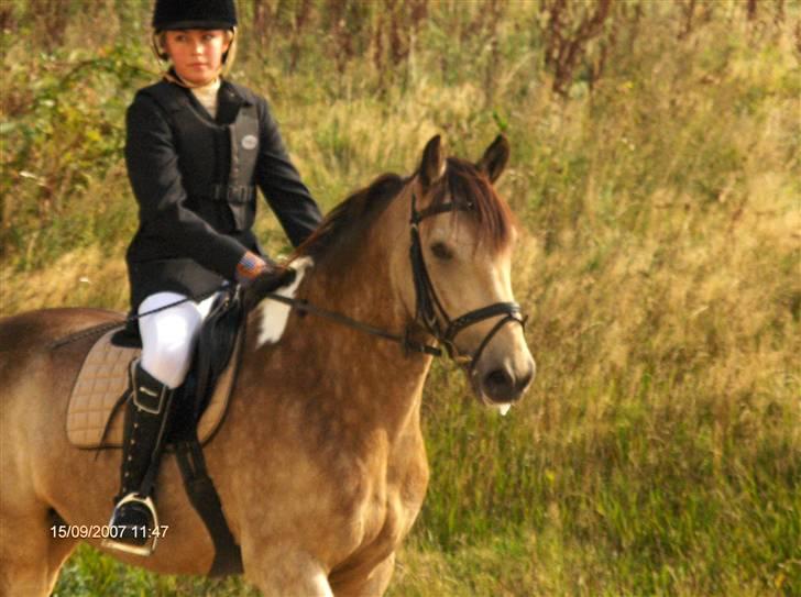 Anden særlig race silas<3<3 ***Solgt*** - Velkommen til Silas´s profil. (Frida og Silas til deress første stævne Sverige) billede 1