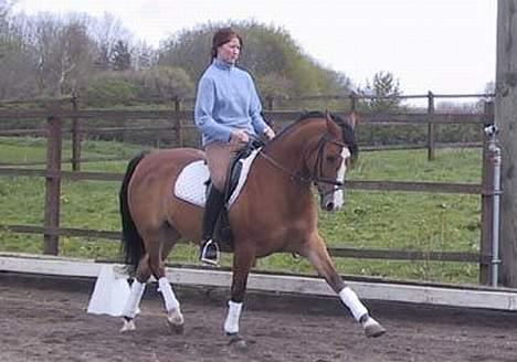 Anden særlig race Aluett *SOLGT*  - aluett. billede 1