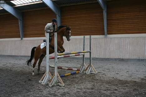 Anden særlig race Aluett *SOLGT*  - springe kan hun også ;) billede 2