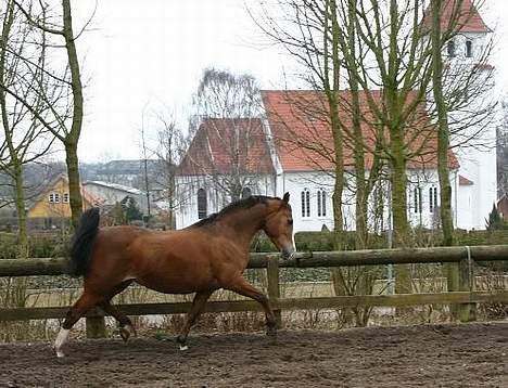 Anden særlig race Aluett *SOLGT*  - Aluett på ridebanan forand Kirken :) billede 3