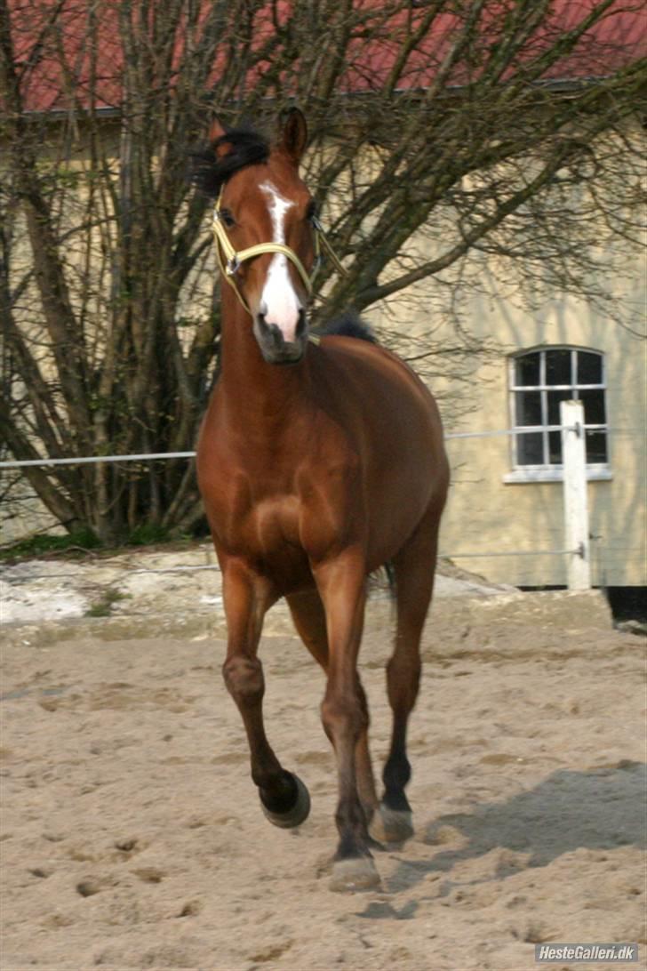Tysk Sportspony Orleon( B-pony)<3Solgt:'( - Uhaaa nu er jeg vild ! Se mig mor!<3:P billede 3