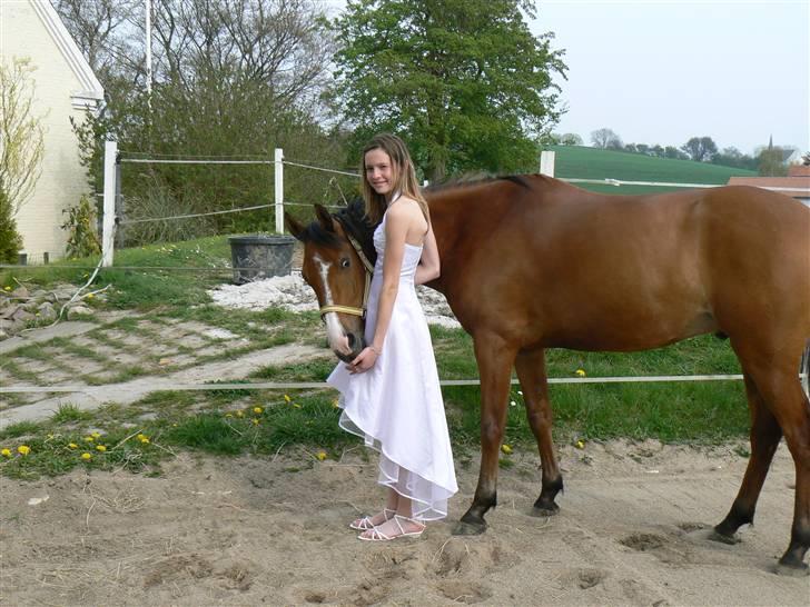 Tysk Sportspony Orleon( B-pony)<3Solgt:'( - D. 27 april min konfirmations dag. Selvfølgelig ikke uden Orelon!!!  billede 5