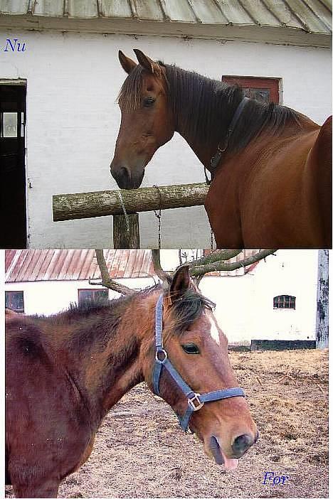 Traver Stratego - Min smukke Tego :D billede 2