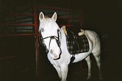 New Forest Andrea SOLGT - Så er jeg klar til at ride .. :) hehe <33 billede 12