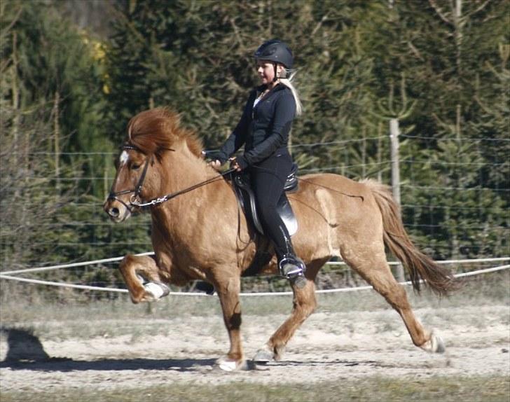 Islænder Landi fra Mols Bjerge - Landi og Caroline - fri tølt 2010 billede 7