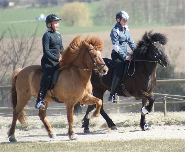 Islænder Landi fra Mols Bjerge - Landi og Caroline - arb. tølt 2010 billede 2