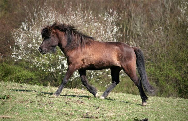 Islænder Björk fra Ll. Stokkebjerg - Her er Björk. Min smukke islandske hest. Se venligst alle billeder igennem og giv hende en ærlig bedømmelse, nu du er her- det fortjener hun. D. 18. april ´08 på folden billede 1