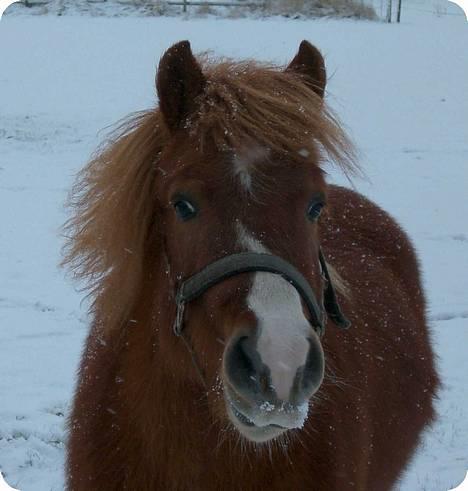 Anden særlig race Hyldtoft´s Pinocchio.  - Pinocchio i sne. Men en lækker vinterpels. billede 2