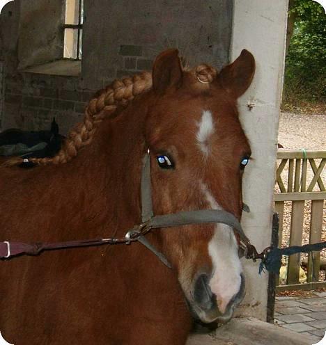 Anden særlig race Hyldtoft´s Pinocchio.  - Pinocchio er lige blevet flettet, den 27.5.06 billede 3