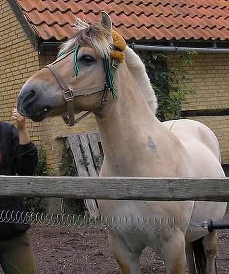 Fjordhest Prins Wilton R.I.P. :'( - Han kan godt stille sig op hvis det virkelig er! billede 1