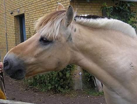 Fjordhest Prins Wilton R.I.P. :'( - Han er ret nysgerrig!! billede 2