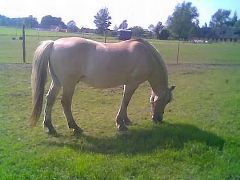 Fjordhest Prins Wilton R.I.P. :'( - Det var i foråret da jeg ikke havde set ham længe.. Der er han ikke så tyk.. billede 3