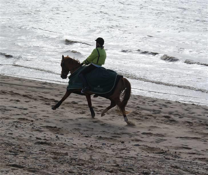 DSP Sizze Bredager. B-pony - Nyt: Travøgning på stranden. Sikke hun kan billede 8