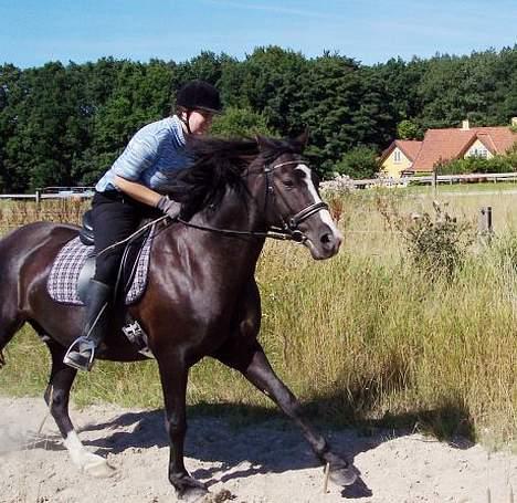 Anden særlig race  Force Machure  - Fuld fart på galop banen billede 5