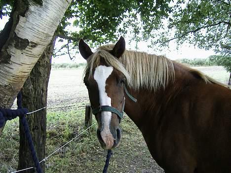 DSP Madonna - bundet på folden, skal lige børstes lidt billede 2