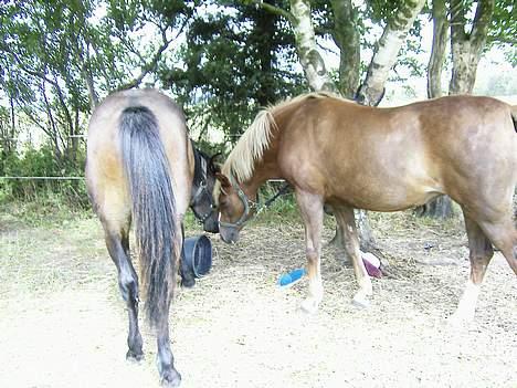 DSP Madonna - Hej Pepsi - har du noget interessant i den spand? billede 3