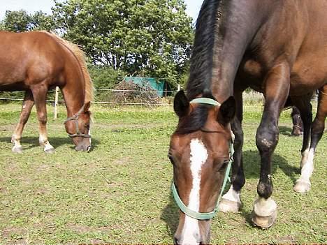 DSP Madonna - to tykke madammer Anika-Kick og Madonna billede 5