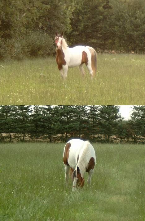 Pinto Candy SOLGT RIP - Candys første dag på Hodsagervej 71...  billede 2