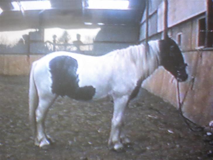 Tinker Sheik Af Irland -  2003...den er god nok, det er sheik. Det var den hest vi alle forelskede os i. han har dog udviklet sig "lidt" siden :o)august 03 billede 3