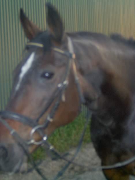 Traver Sif Langkjær (Ikke Min) billede 1